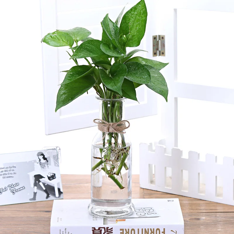 Simple Glass Bottle Vase Transparent Living Room Desktop Hydroponic Green Dill Plant Flower Pot Creative Decoration
Simple Glass Bottle Vase Transparent Living Room Desktop Hydroponic Green Dill Plant Flower Pot Creative Decoration