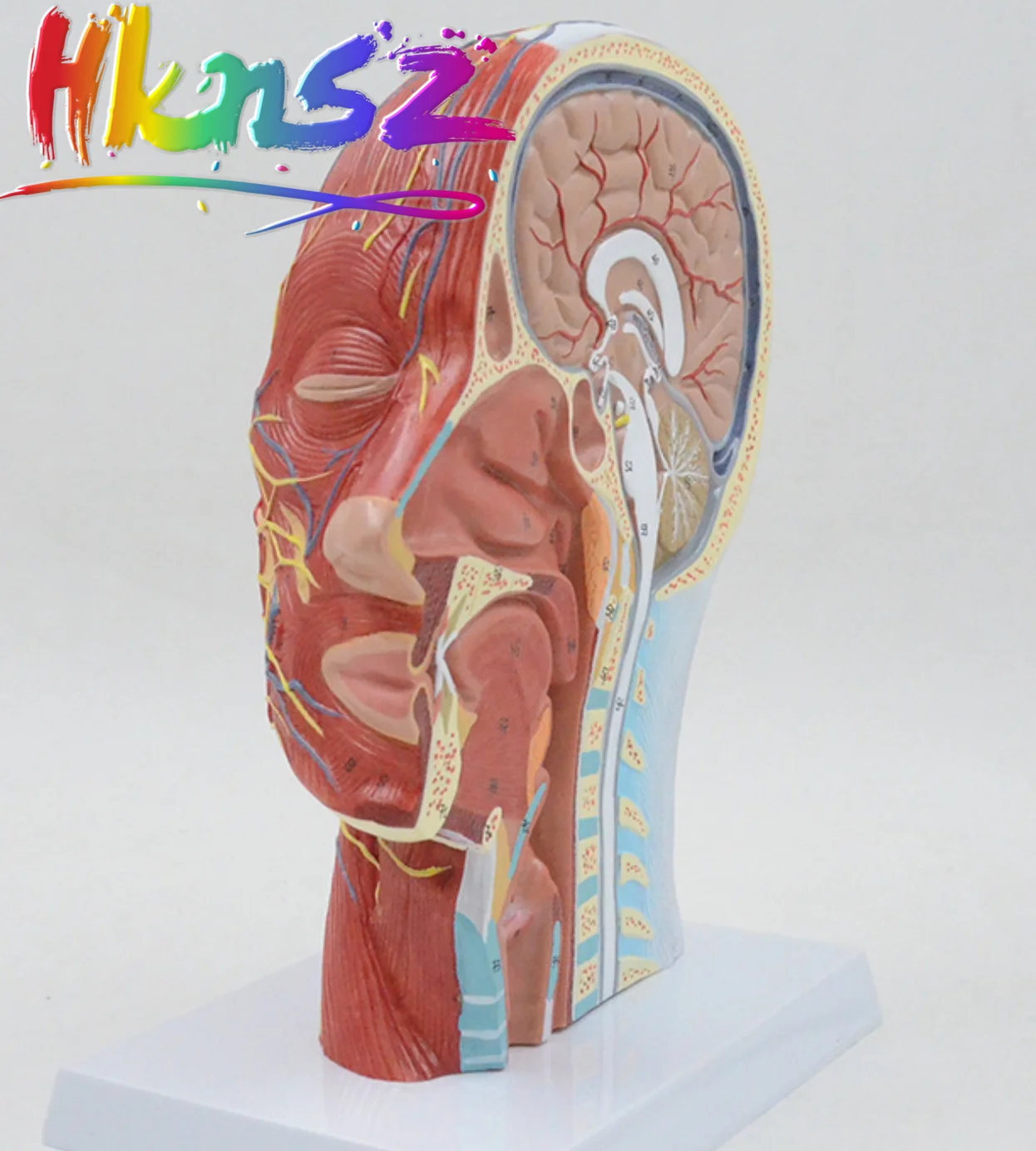 2019 NEW Human Anatomical Half Head Face Anatomy Medical Brain Neck Median Section Study Model Nerve Blood Vessel For Teaching
2019 NEW Human Anatomical Half Head Face Anatomy Medical Brain Neck Median Section Study Model Nerve Blood Vessel For Teaching