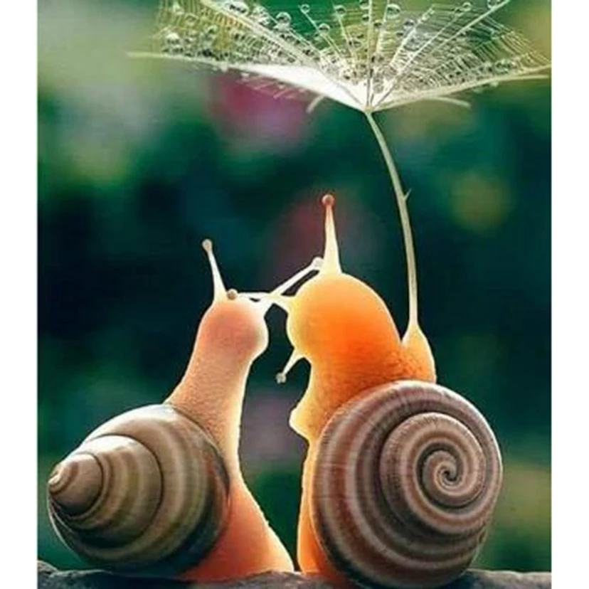 5D DIY Diamond Painting Square/Round Diamond Animal Painting Two Snails Picture Cross Stitch Furniture Decoration Artwork TX053
5D DIY Diamond Painting Square/Round Diamond Animal Painting Two Snails Picture Cross Stitch Furniture Decoration Artwork TX053