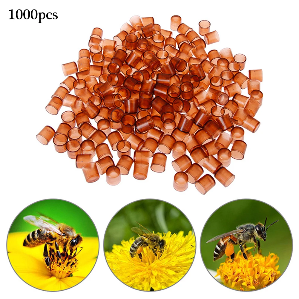 1000 PCS Beekeeping King Queen Rearing Box Brown Cells Plastic Cups Cupularve Tools Bee Keeper Tools Apiculture Supplier Bees
1000 PCS Beekeeping King Queen Rearing Box Brown Cells Plastic Cups Cupularve Tools Bee Keeper Tools Apiculture Supplier Bees