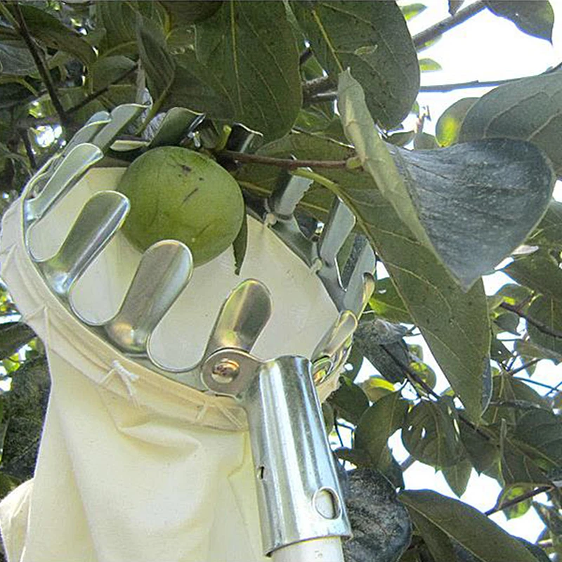 Metal High Altitude Fruit Picker Agricultural Garden Hardware Tools Fruit Picking Device For Fruit Picking In The Orchard Garden
Metal High Altitude Fruit Picker Agricultural Garden Hardware Tools Fruit Picking Device For Fruit Picking In The Orchard Garden