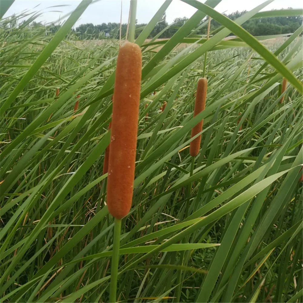 5pcs Dried Natural Spike Of Cattail Real Reed Mace Flowers Bouquets Wedding Bridal Decorative Flower Home Decoration
5pcs Dried Natural Spike Of Cattail Real Reed Mace Flowers Bouquets Wedding Bridal Decorative Flower Home Decoration