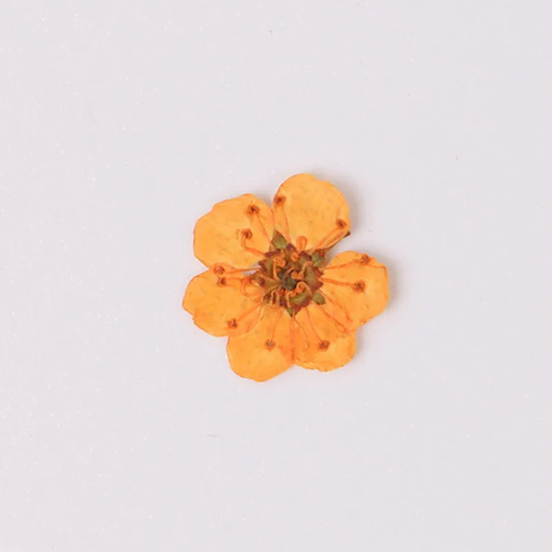 100pcs Natural plum blossom dried flower Epoxy jewelry material nails dry flower embossed mobile phone case pressed flower
100pcs Natural plum blossom dried flower Epoxy jewelry material nails dry flower embossed mobile phone case pressed flower
