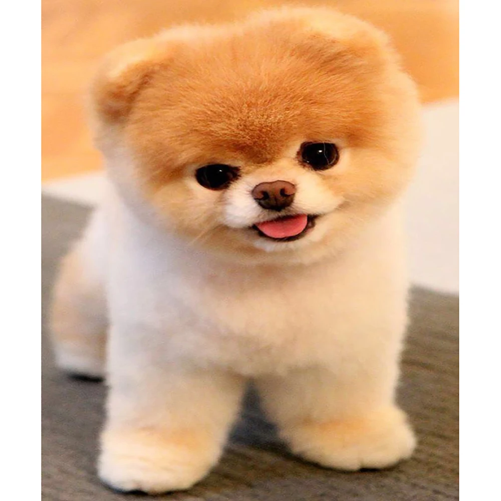 Алмазов картина аксессуары "Собака" полная квадратная дрель картина Стразы мозаика украшение дома диаманта искусства 
Алмазов картина аксессуары "Собака" полная квадратная дрель картина Стразы мозаика украшение дома диаманта искусства