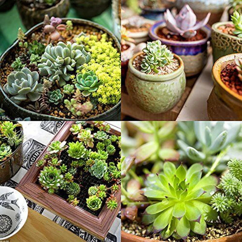 24 Pack Artificial Succulents Plant Garden Miniature Fake Cactus Floral DIY Home Fake Succulents Fake Plants Faux Succulents
24 Pack Artificial Succulents Plant Garden Miniature Fake Cactus Floral DIY Home Fake Succulents Fake Plants Faux Succulents