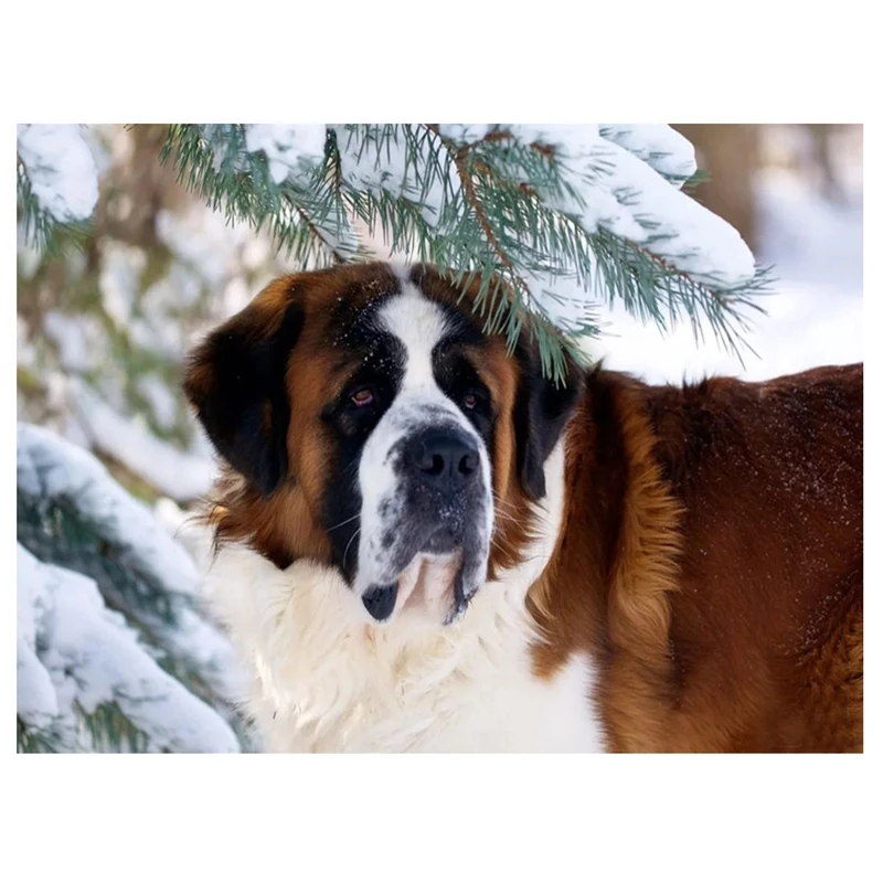 Diy Diamond Painting Saint Bernard Dog Diamond Embroidery Round Drill Beadwork Cross Stitch Home Decor
Diy Diamond Painting Saint Bernard Dog Diamond Embroidery Round Drill Beadwork Cross Stitch Home Decor