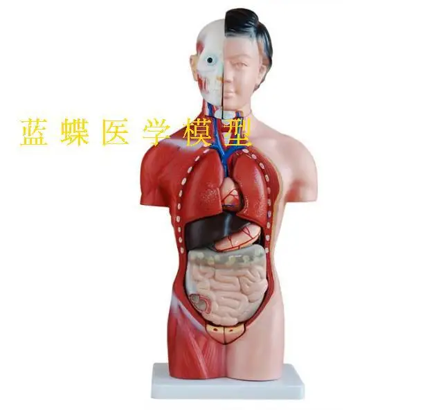 15parts 42CM Human Famale Torso Heart Brain Trachea Esophagus Aorta Diaphragm Lung Internal Organs Anatomical Model
15parts 42CM Human Famale Torso Heart Brain Trachea Esophagus Aorta Diaphragm Lung Internal Organs Anatomical Model