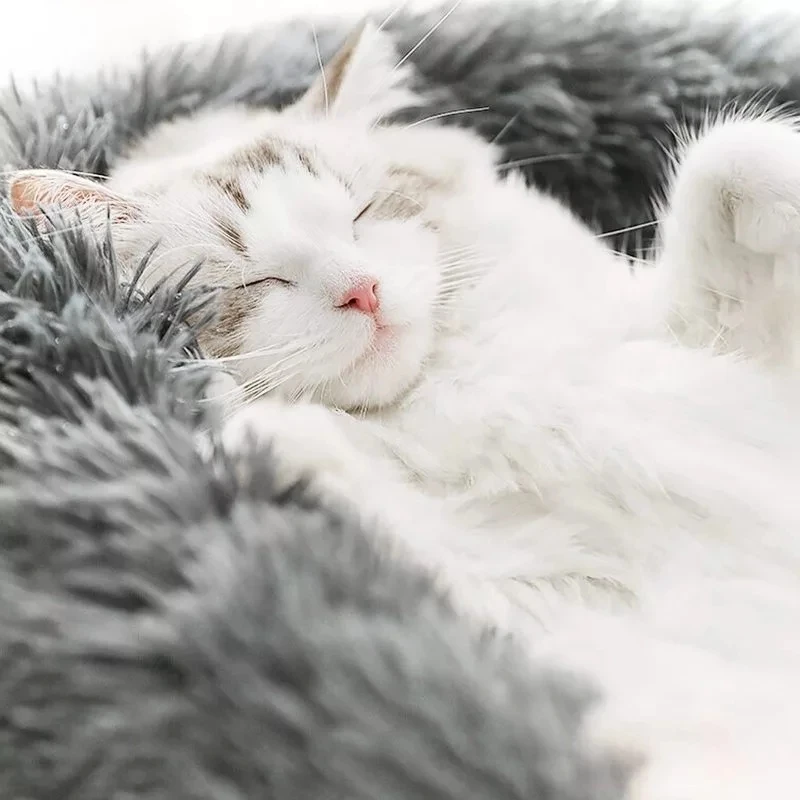 VIP LINK - Dog Long Plush Dounts Beds Calming Bed Hondenmand Pet Kennel Super Soft Fluffy Comfortable for Large Dog / Cat House
VIP LINK - Dog Long Plush Dounts Beds Calming Bed Hondenmand Pet Kennel Super Soft Fluffy Comfortable for Large Dog / Cat House