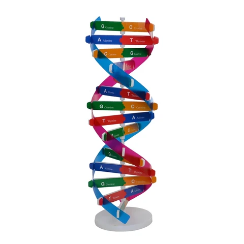 Блок Монтессори, обучающая ДНК-конструкция, головоломка, сенсорный штабелирование, модель человеческого гена, сборка, научная игрушка