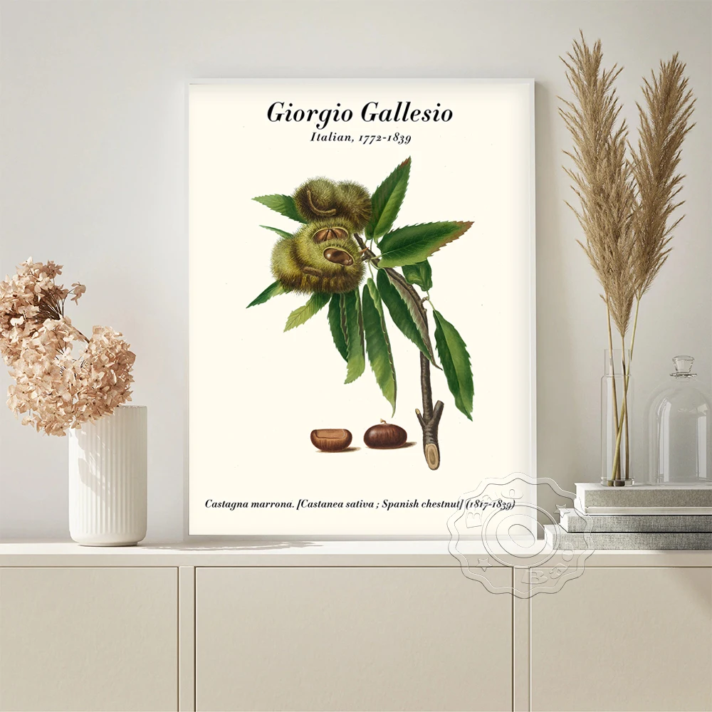 Giorgio Gallesio Exhibition Plant Illustration Retro Art Prints Poster Castanea Sativa Canvas Painting Graden Home Decor Gift
Giorgio Gallesio Exhibition Plant Illustration Retro Art Prints Poster Castanea Sativa Canvas Painting Graden Home Decor Gift