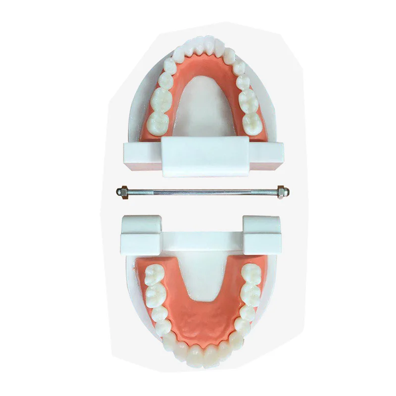 Dental Prosthesis Teeth Model Demonstration Denture Teaching Moudle Dentist Simulator Technician Tools BIX-HS-A5