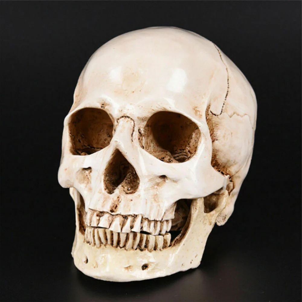 Simulation Resin Lifesize 1:1 Human Model Anatomical Tracing Teaching Skeleton Decoration Statue
Simulation Resin Lifesize 1:1 Human Model Anatomical Tracing Teaching Skeleton Decoration Statue
