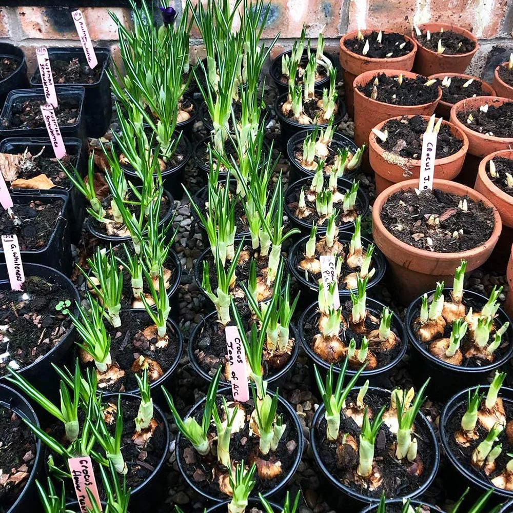 50pcs Nursery Garden Gray Plastic Plant Arrows-type Markers Plant Tag Nursery Garden Labels Tools Herramientas Dropshipping-V12
50pcs Nursery Garden Gray Plastic Plant Arrows-type Markers Plant Tag Nursery Garden Labels Tools Herramientas Dropshipping-V12