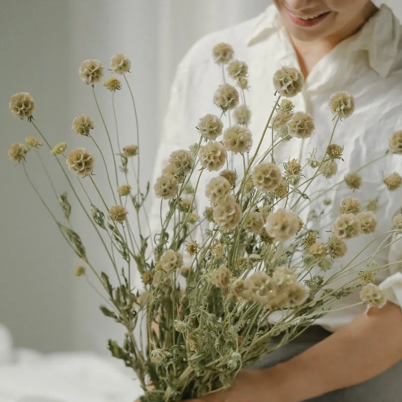 8pcs Free Shipping natural pristimera cambodiana bunch dried windmill fruit flower bunch for party home decoratio No Vase 
8pcs Free Shipping natural pristimera cambodiana bunch dried windmill fruit flower bunch for party home decoratio No Vase