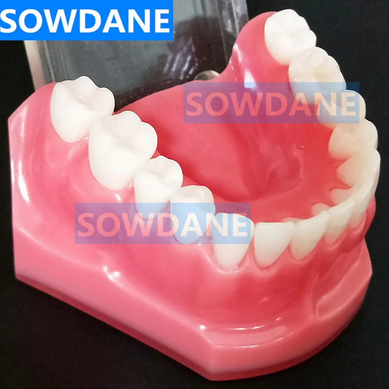 Высокое качество Стоматологическая 1:1 Ортодонтические зубы модель стандартная