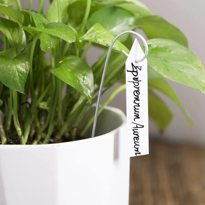 1000 Pcs 4 Inch White Plastic Plant Tags with Hole Garden Seed Markers Tags
1000 Pcs 4 Inch White Plastic Plant Tags with Hole Garden Seed Markers Tags