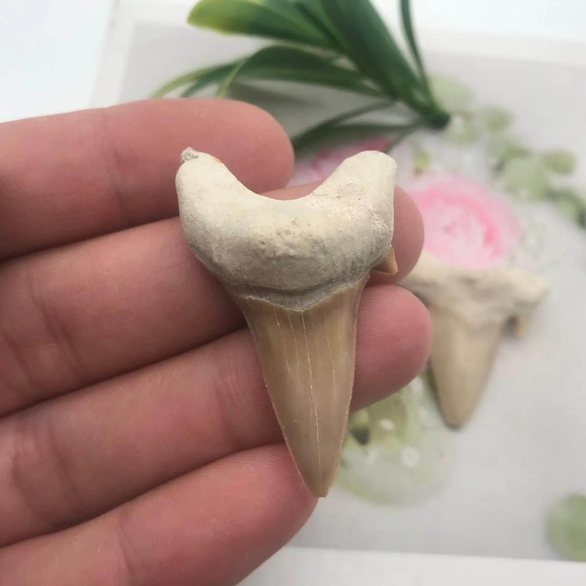 1pcs Natural Stone Megalodon Tooth Fossil Decoration Fossil Shark Teeth Marine Biology Science Teaching Specimen
1pcs Natural Stone Megalodon Tooth Fossil Decoration Fossil Shark Teeth Marine Biology Science Teaching Specimen