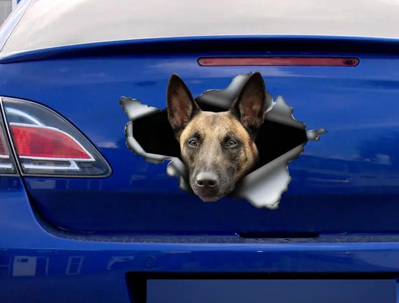 2021 Belgian Malinois decal , Belgian Malinois magnet, Malinois sticker, Belgian Shepherd Dog
2021 Belgian Malinois decal , Belgian Malinois magnet, Malinois sticker, Belgian Shepherd Dog