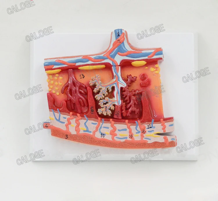 Free shipping&Human embryo amniotic membrane umbilical cord blood tissue enlarged anatomical model,used to obstetrics.
Free shipping&Human embryo amniotic membrane umbilical cord blood tissue enlarged anatomical model,used to obstetrics.