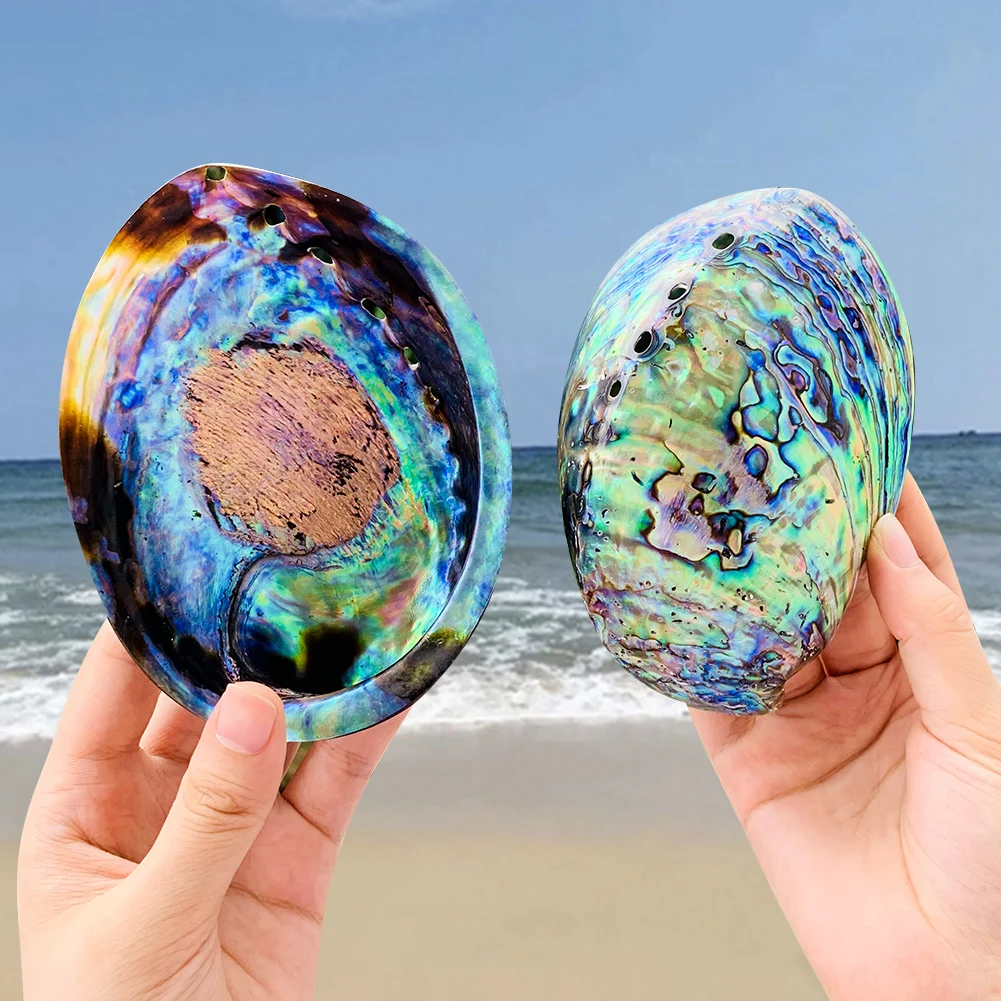 

Natural New Zealand Abalone Shell Polished Seashell Beach Decoration for Home Wedding Aquarium DIY Jewelry Making Material Craft