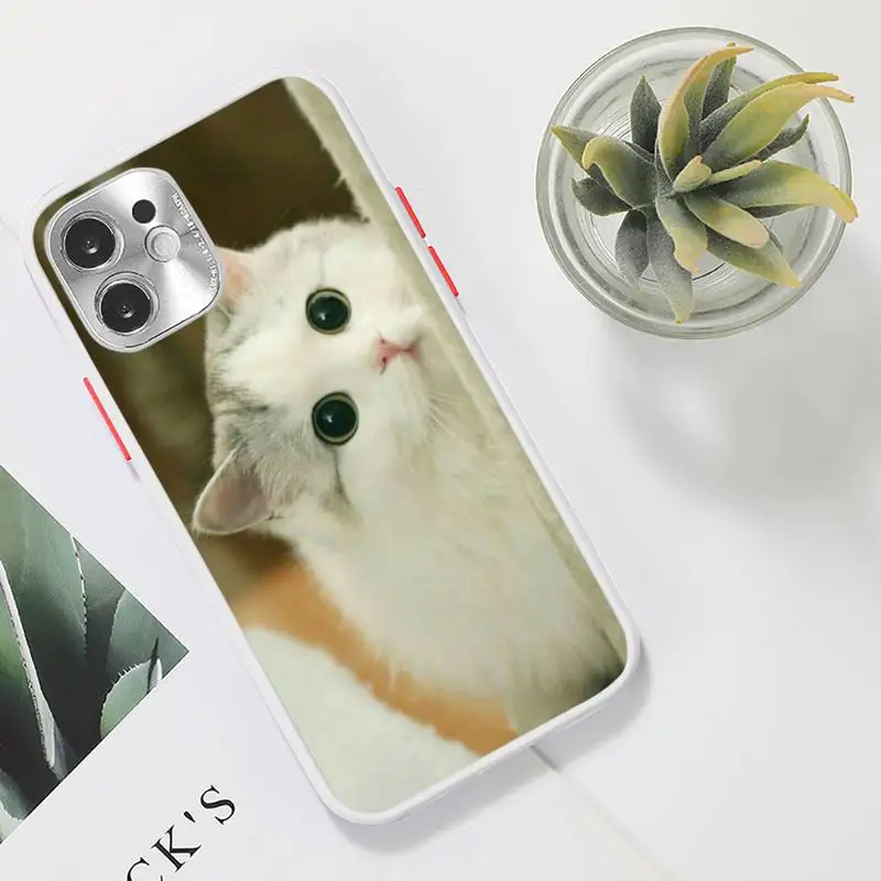 Funny Kitten Cat Phone Case For iPhone 12 11 Mini Pro XR XS Max 7 8 Plus X Matte transparent White Cover
Funny Kitten Cat Phone Case For iPhone 12 11 Mini Pro XR XS Max 7 8 Plus X Matte transparent White Cover