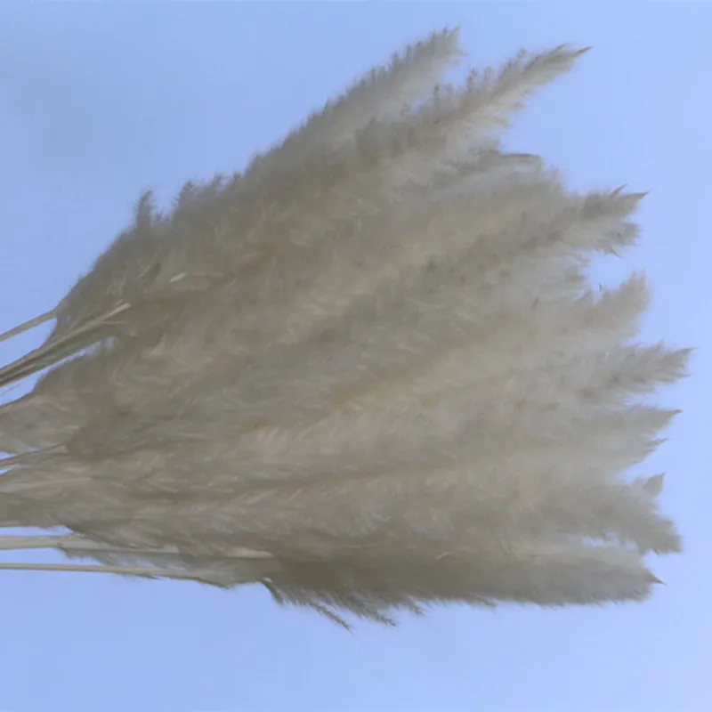 Real Plants Dried Pampas Grass Small Reed Flowers Bunch Easter Home Decor Mariage Preserved Wedding Decoration Fleurs Sechees
Real Plants Dried Pampas Grass Small Reed Flowers Bunch Easter Home Decor Mariage Preserved Wedding Decoration Fleurs Sechees