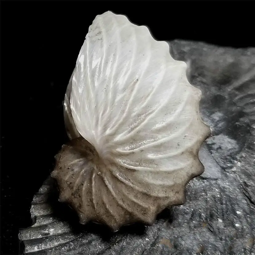 4.5 cm Argonauta argo shell Natural Conch Sea Shells Seashells For Home Decorations,Fish Tank And Shell Collector
4.5 cm Argonauta argo shell Natural Conch Sea Shells Seashells For Home Decorations,Fish Tank And Shell Collector