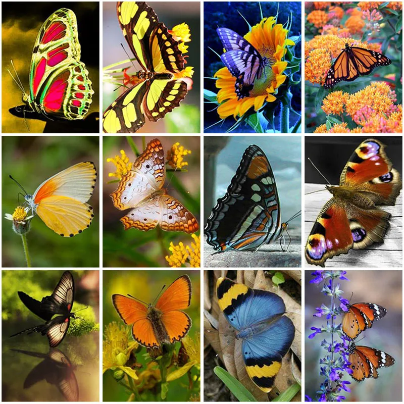DIY Butterfly 5D Diamond Painting Full Square/Round Drill Animal Diamond Embroidery Cross Stitch Kit Resin Mosaic Art Home Decor
DIY Butterfly 5D Diamond Painting Full Square/Round Drill Animal Diamond Embroidery Cross Stitch Kit Resin Mosaic Art Home Decor