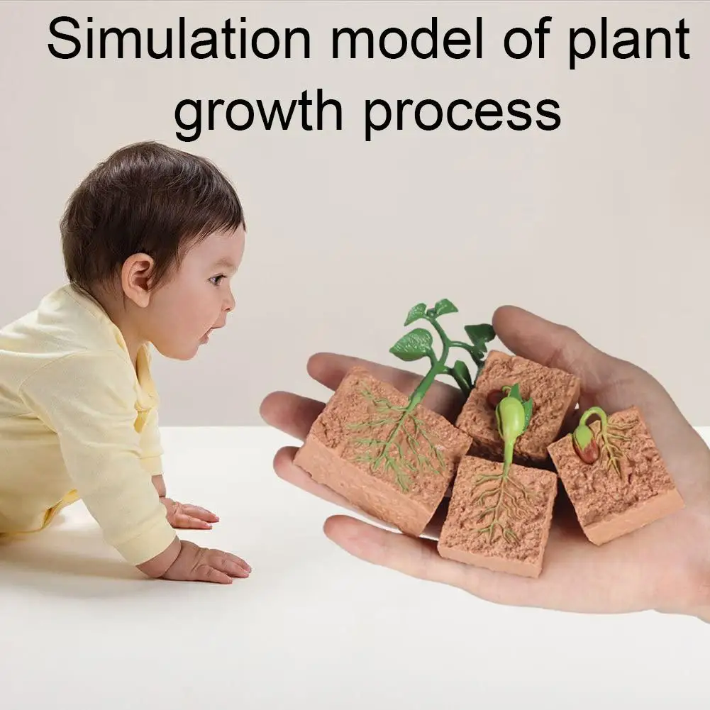 

Plant Growth Process Model Seed Soybean Growth Cycle And Education Children's Education Toy Early Science G0M6