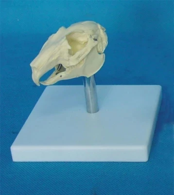 Veterinary teaching medical model Animal bones Rabbit skeleton Rabbit skull model free shipping
Veterinary teaching medical model Animal bones Rabbit skeleton Rabbit skull model free shipping