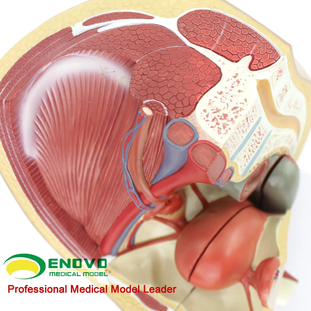 anatomy Female model pelvic Teaching of gynecology and obstetrics medicine for genitourinary urinary uterine embryo and fetus 
anatomy Female model pelvic Teaching of gynecology and obstetrics medicine for genitourinary urinary uterine embryo and fetus