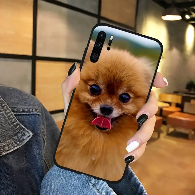 Pomeranian Pomcute dog high quality Phone Case coque For Huawei Y5 Y6 II Y7 Y9 PRIME 2018 2019 NOVA3E P20 PRO P10 Honor 10 
Pomeranian Pomcute dog high quality Phone Case coque For Huawei Y5 Y6 II Y7 Y9 PRIME 2018 2019 NOVA3E P20 PRO P10 Honor 10