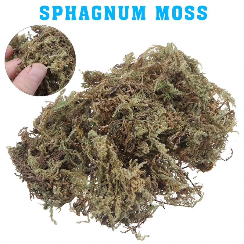 Натуральный сухой органический Террариум Sphagnum Moss Орхидея для горшечных растений декоративные принадлежности DIY без почвы для садоводства 
Натуральный сухой органический Террариум Sphagnum Moss Орхидея для горшечных растений декоративные принадлежности DIY без почвы для садоводства