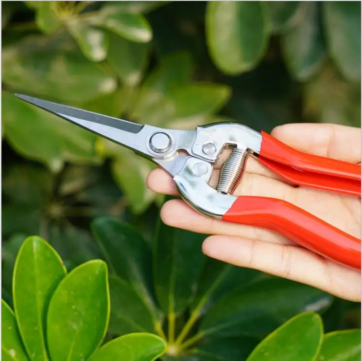 Stainless branch pruning shears picking litchi longan scissors garden fruit tree flower grafting knife gardening scissors tool 
Stainless branch pruning shears picking litchi longan scissors garden fruit tree flower grafting knife gardening scissors tool
