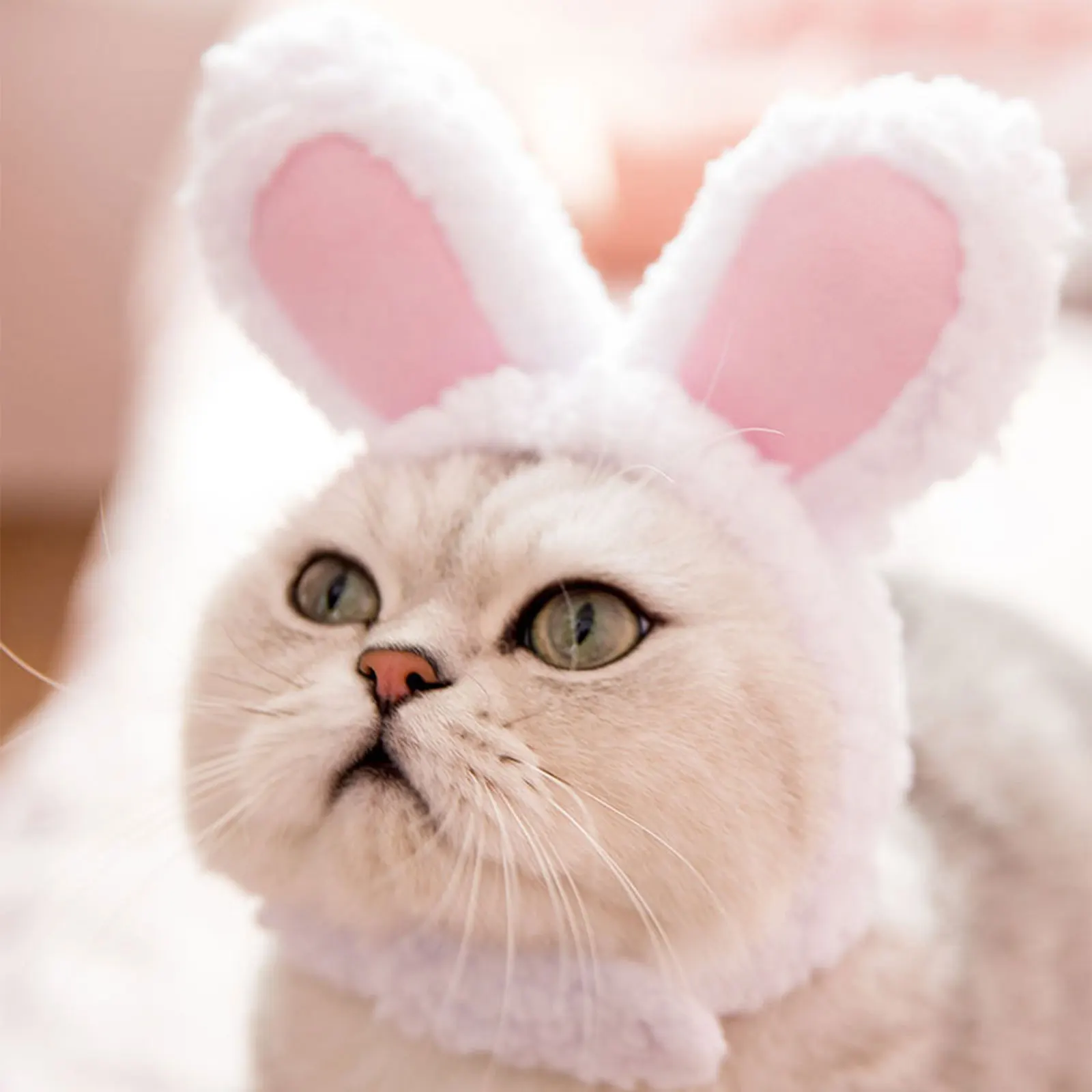 5 Pieces Cat Hat Cute Pet Hat Bunny Hat with Rabbit Ears Sunflower Flamin 
5 Pieces Cat Hat Cute Pet Hat Bunny Hat with Rabbit Ears Sunflower Flamin