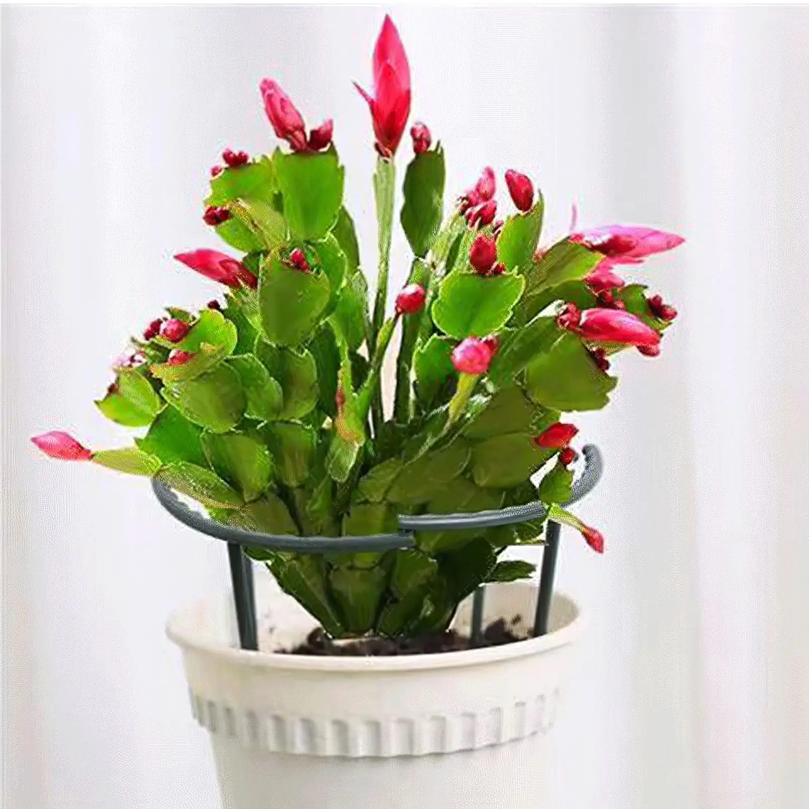 Garden Cages Half Round Plant Support Cages Plastic Plant Supporter U-shaped Plant Support Practical Vegetable Trellis for Plant
Garden Cages Half Round Plant Support Cages Plastic Plant Supporter U-shaped Plant Support Practical Vegetable Trellis for Plant