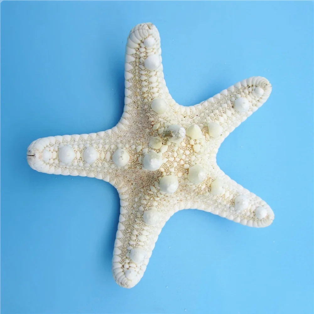 4pcs Natural Overlord Star Shell Conch Paste Wall Landscaping Decoration Crafts Platform Home Decoration Wedding(5-8cm)
4pcs Natural Overlord Star Shell Conch Paste Wall Landscaping Decoration Crafts Platform Home Decoration Wedding(5-8cm)