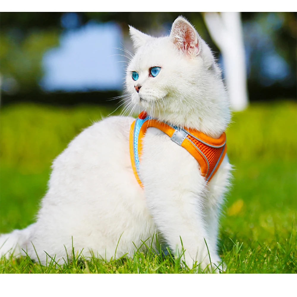 The New Dog Traction Rope Reflective Dog Walking Rope Pet Supplies Chest Harness-Style Comfortable And Breathable
The New Dog Traction Rope Reflective Dog Walking Rope Pet Supplies Chest Harness-Style Comfortable And Breathable