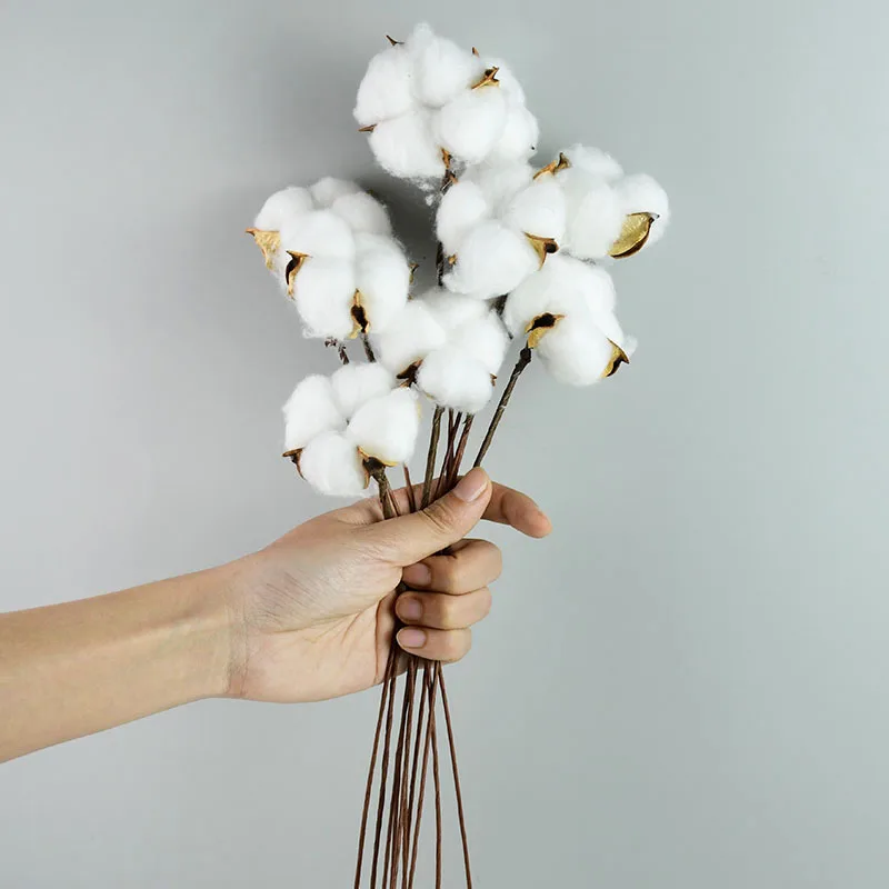 Cheap 1 Head Naturally Dried Cotton Bouquet Farmhouse Filler Floral Decor DIY Wedding Garland Home Garden Table Decoration
Cheap 1 Head Naturally Dried Cotton Bouquet Farmhouse Filler Floral Decor DIY Wedding Garland Home Garden Table Decoration