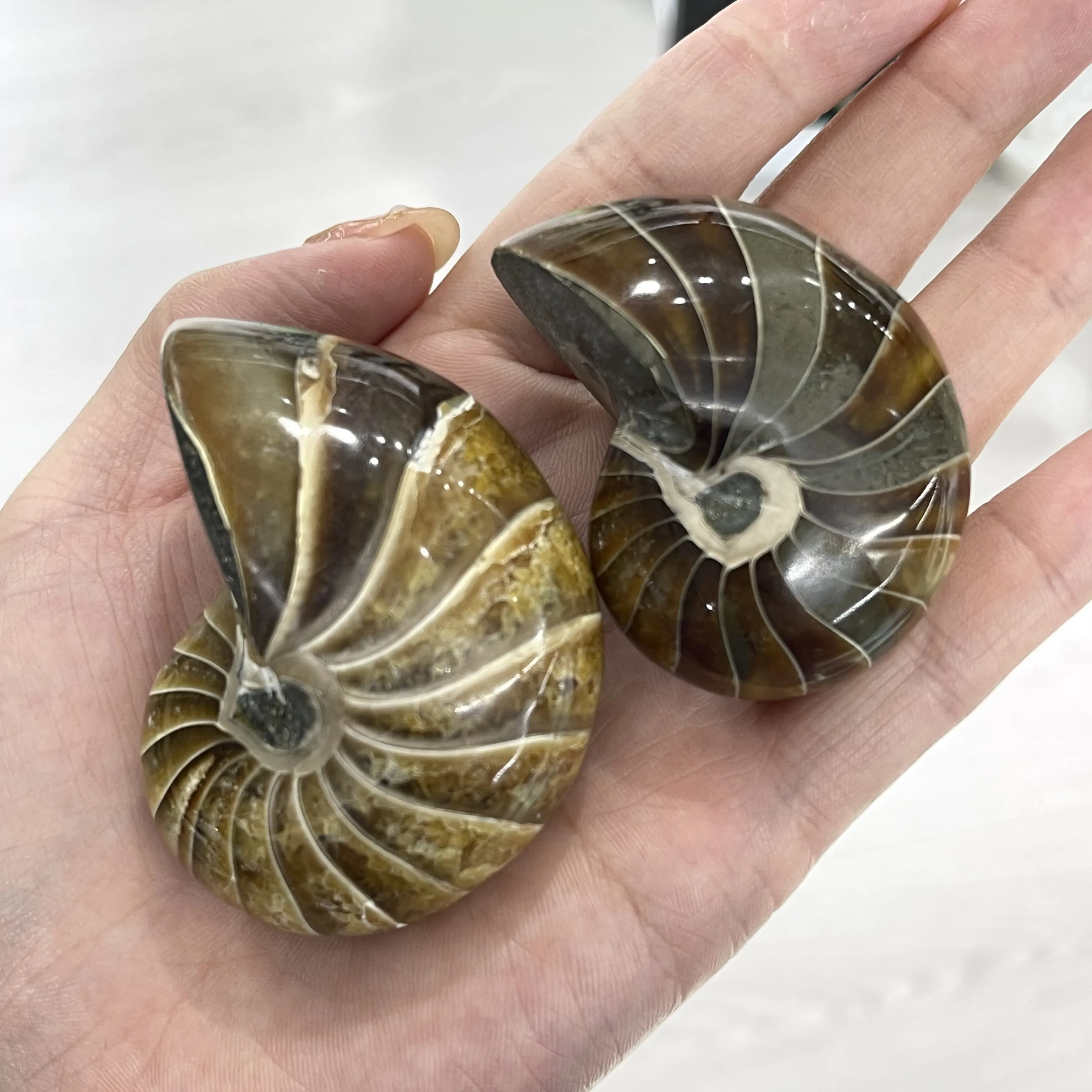Natural Conch Fossil Rough Stone Ornaments Ammonite Slices Polished Specimen Healing
Natural Conch Fossil Rough Stone Ornaments Ammonite Slices Polished Specimen Healing