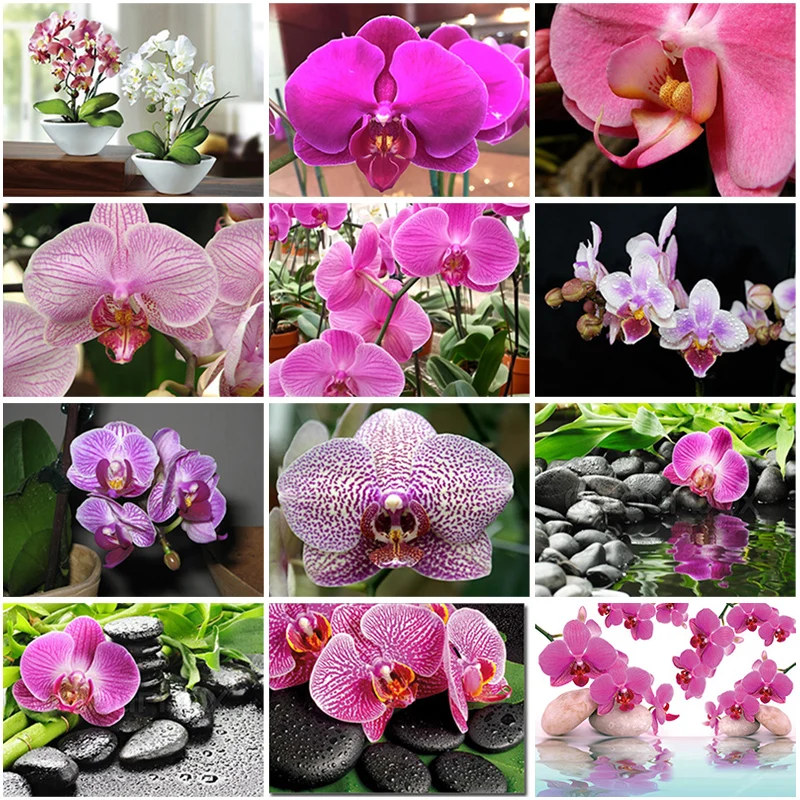 5D Diamond Painting Orchid Flower Diamond Full Round Square Resin Diamond Embroidery Rhinestones Mosaic Handmade Gift Home Decor
5D Diamond Painting Orchid Flower Diamond Full Round Square Resin Diamond Embroidery Rhinestones Mosaic Handmade Gift Home Decor
