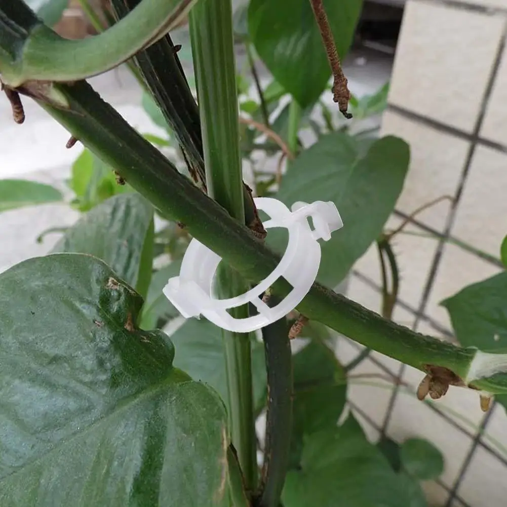 Plant Clip Useful Fashion White Practical Gadget Fixed Tomato Clips Drop Shipping Plants New
Plant Clip Useful Fashion White Practical Gadget Fixed Tomato Clips Drop Shipping Plants New