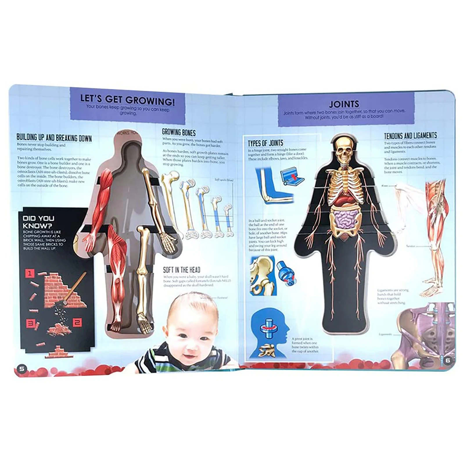 3D Picture Human Body Structure Anatomy Science Children Early Education Books Vintage poster Print Home Wall Decor
3D Picture Human Body Structure Anatomy Science Children Early Education Books Vintage poster Print Home Wall Decor