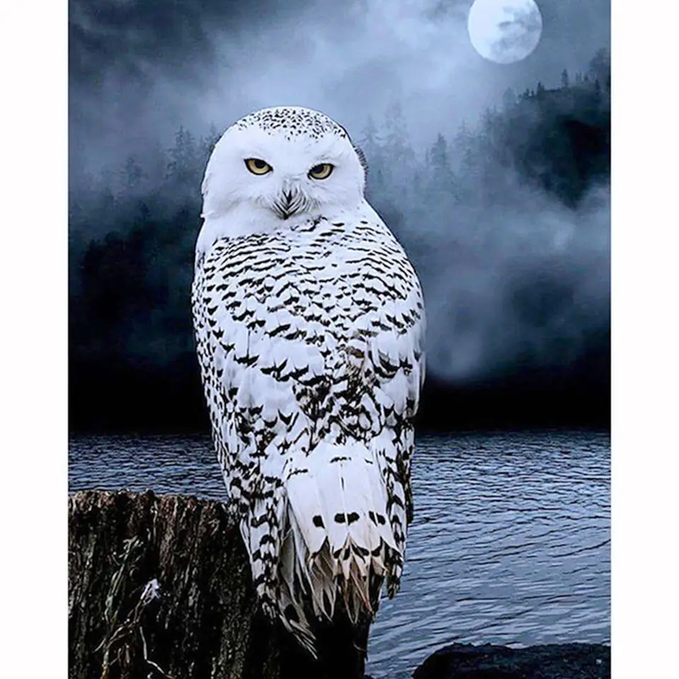 New 5D diamond painting handmade DIY embroidery cross stitch full square diamond custom photo "Animal Owl" wall home decor gift
New 5D diamond painting handmade DIY embroidery cross stitch full square diamond custom photo "Animal Owl" wall home decor gift