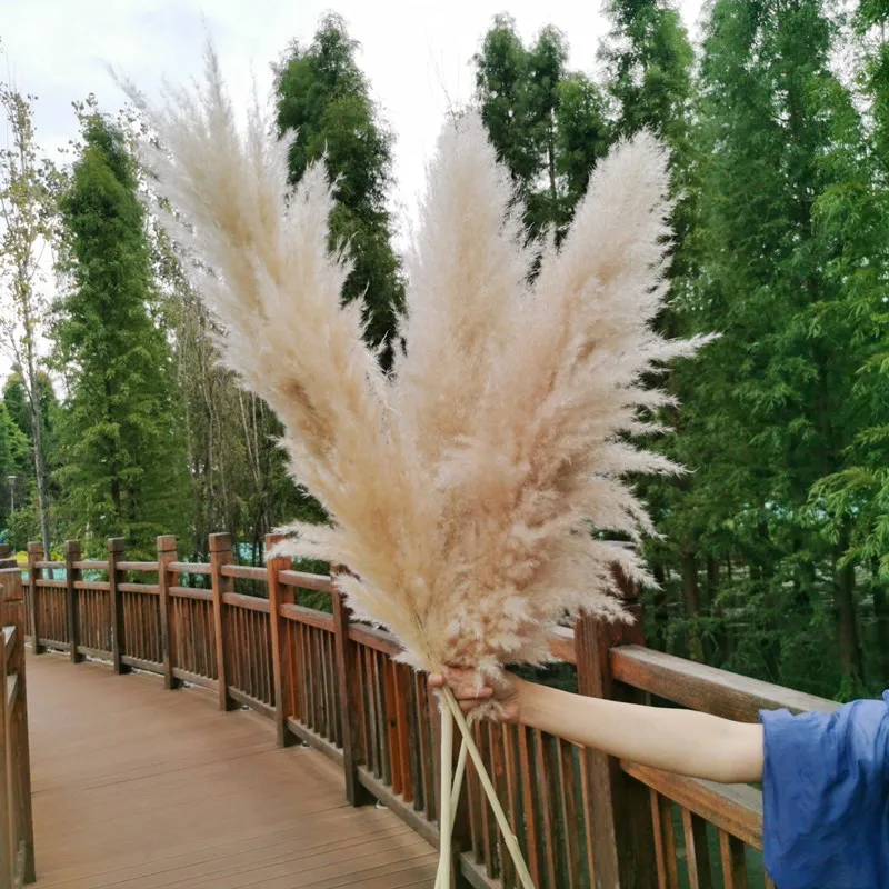 120CM Natural Reed Dried Plant Flower White Big Pampas Grass Bouquet Modern Home Wedding Decoration Eternelle Flores Decorativas
120CM Natural Reed Dried Plant Flower White Big Pampas Grass Bouquet Modern Home Wedding Decoration Eternelle Flores Decorativas