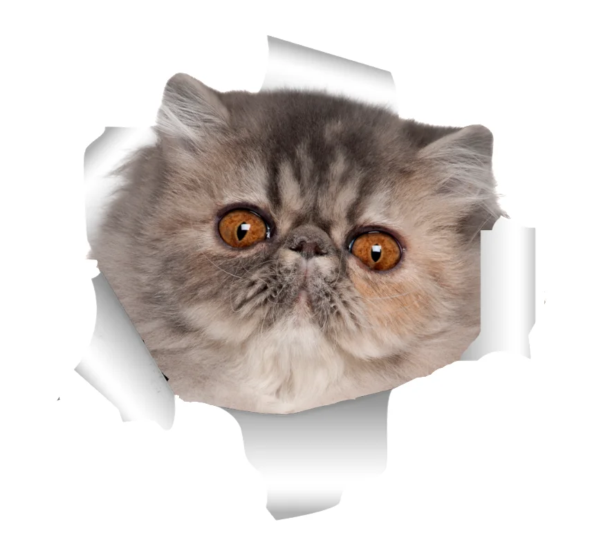 Three Ratels 3D Staffordshire Terrier Cat Stickers Super Staffie decal on Wall Fridge Toilet car bike
Three Ratels 3D Staffordshire Terrier Cat Stickers Super Staffie decal on Wall Fridge Toilet car bike