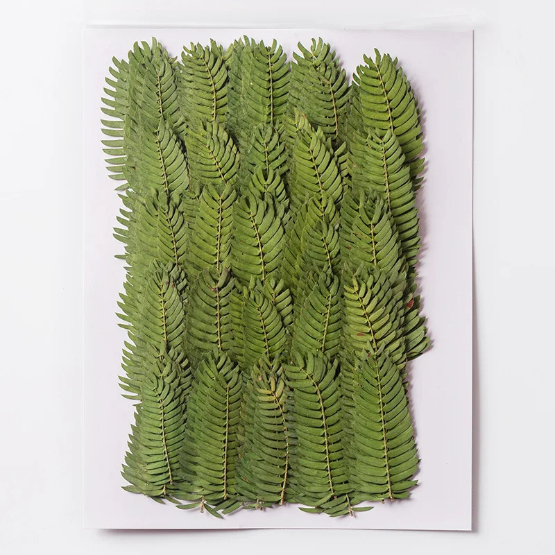 120pcs Pressed Dried Flower Sesbania Cannabina Leaf Herbarium For Epoxy Resin Jewelry Making Bookmark Face Makeup Nail Art Craft
120pcs Pressed Dried Flower Sesbania Cannabina Leaf Herbarium For Epoxy Resin Jewelry Making Bookmark Face Makeup Nail Art Craft