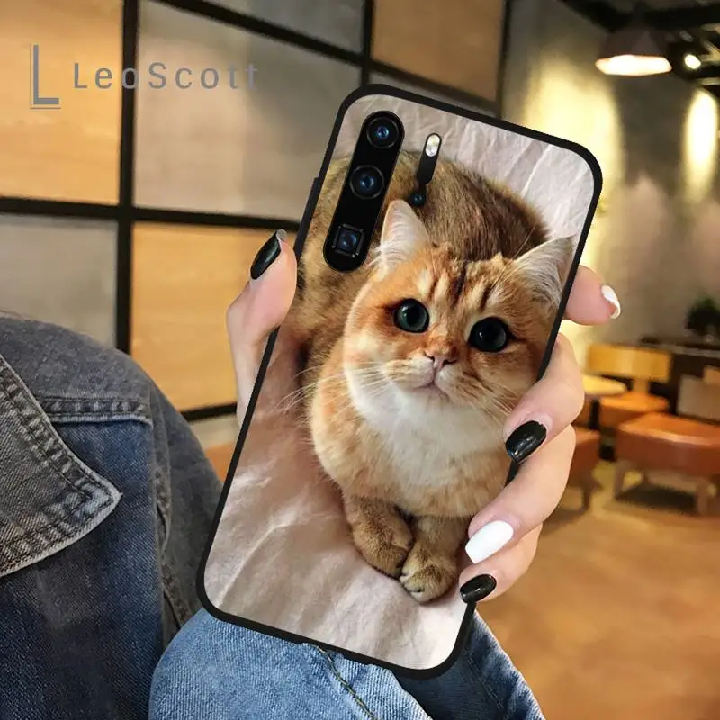Webbedepp British Shorthair cat Phone Cases For Huawei honor Mate P 9 10 20 30 40 Pro 10i 7 8 a x Lite nova 5t
Webbedepp British Shorthair cat Phone Cases For Huawei honor Mate P 9 10 20 30 40 Pro 10i 7 8 a x Lite nova 5t