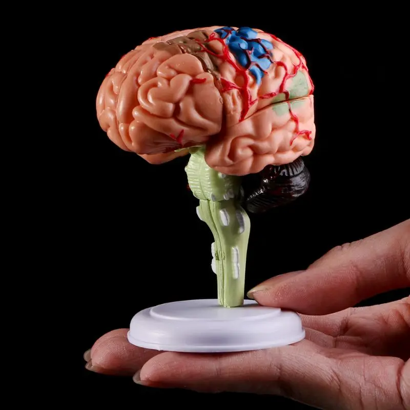 4D Disassembled Anatomical Human Brain Model Anatomy Medical Teaching Tool Statues Sculptures Medical School Use
4D Disassembled Anatomical Human Brain Model Anatomy Medical Teaching Tool Statues Sculptures Medical School Use