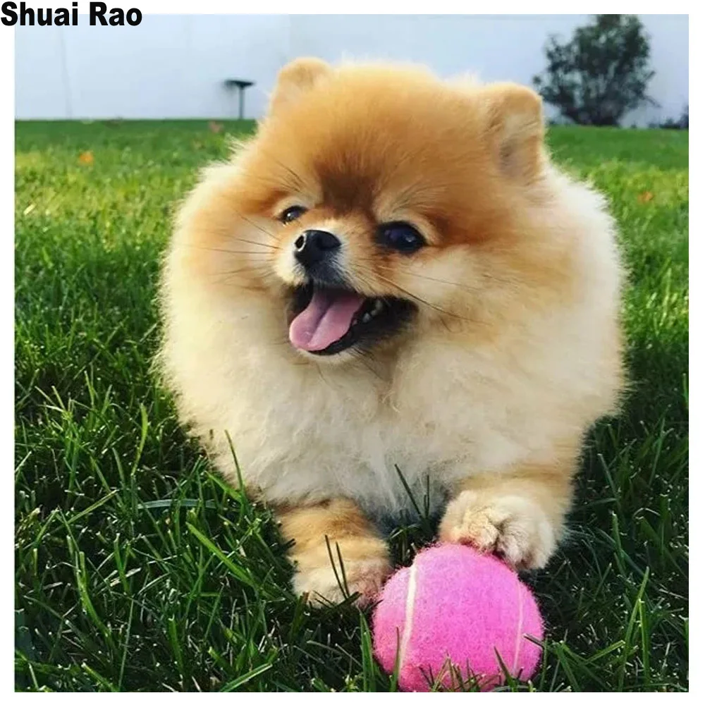 Алмазная вышивка 5d sweet Pomeranians алмазная крестом квадратные круглые стразы из смолы